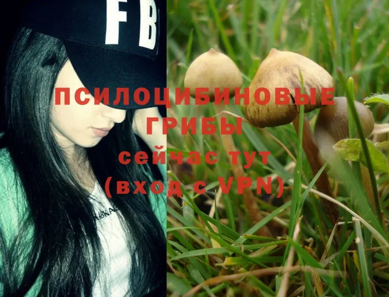 где найти   Светлоград  Псилоцибиновые грибы Magic Shrooms 